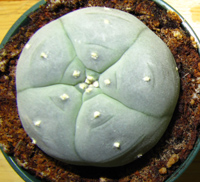 Lophophora Williamsii 4to4.5cm